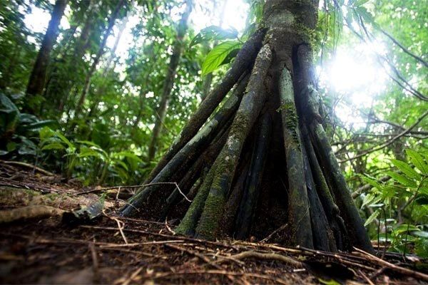 blog2_sétáló-fa Soft skill tréning a sikeres, reziliens világban